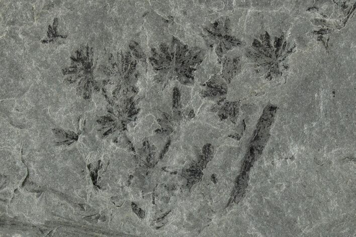 4.7" Pennsylvanian Fossil Horsetail (Annularia) Plate - Kentucky